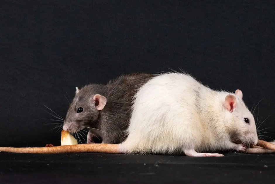 Dependable Rodent Control Vero across Beach, Florida