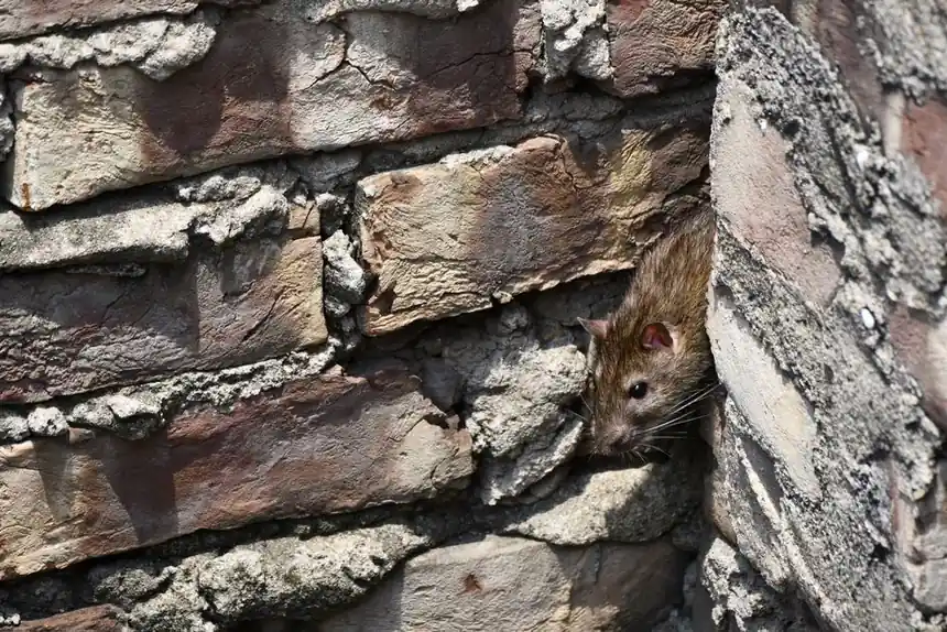 What to know about rodent control services in Ocean View