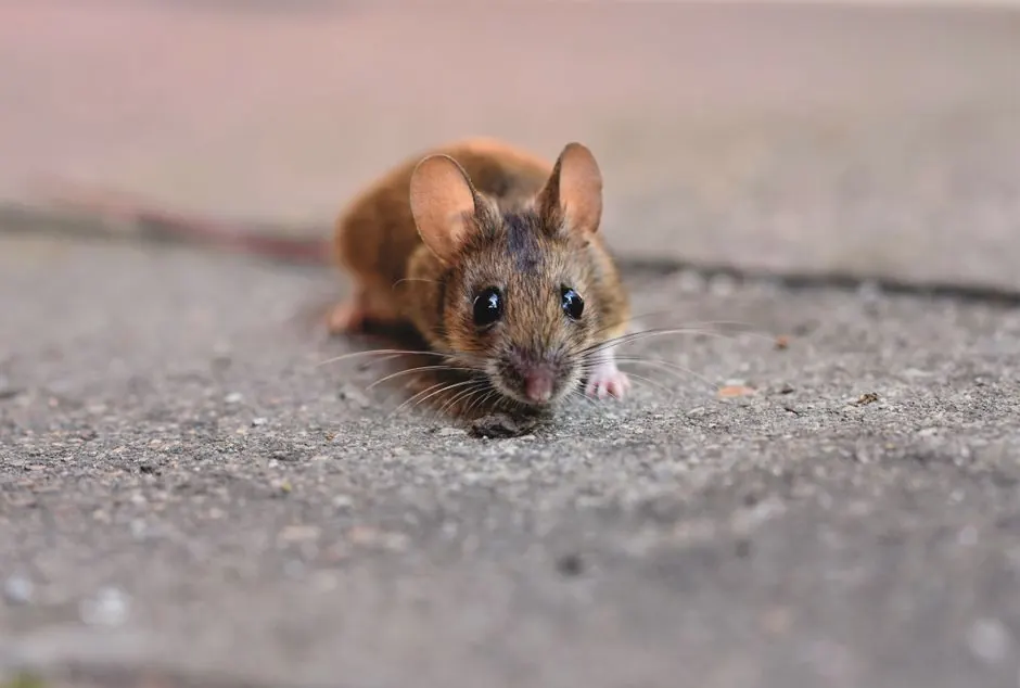 Professional Residential Rodent Control in Beach