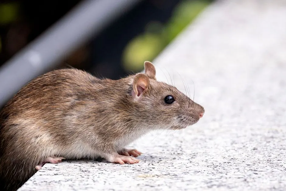 Rodent Exclusion Services you can count on