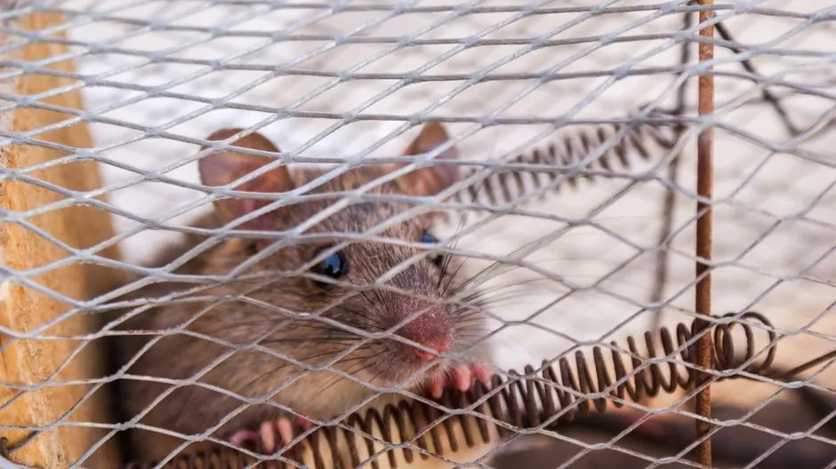 Rodent Trapping you can count on