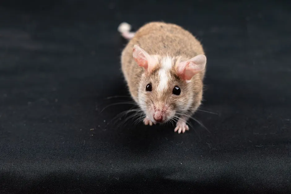 Vero Beach Rodent Solutions technician on site